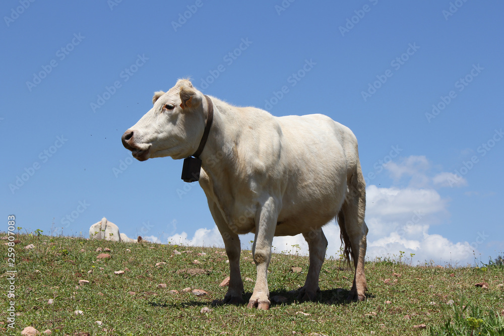 cow