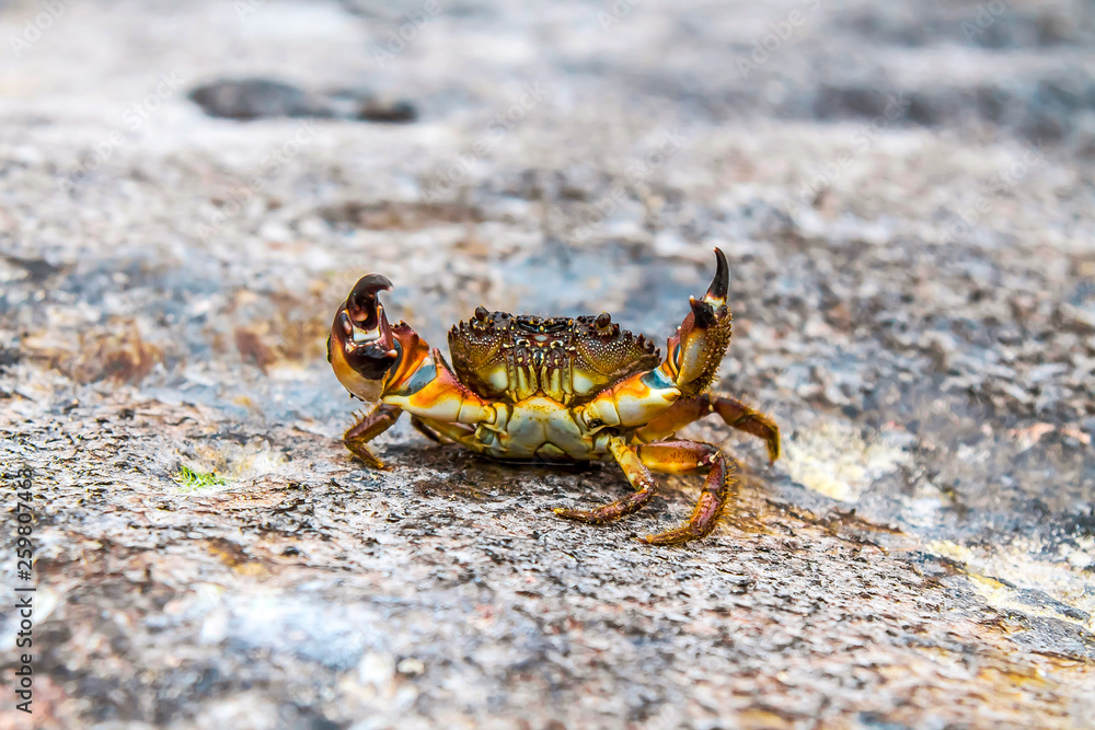 Crab on sea stones