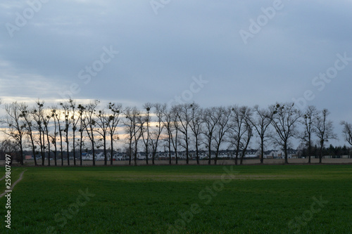 Row of trees on green field with dirt road and new estate in the background, Poznań, Poland