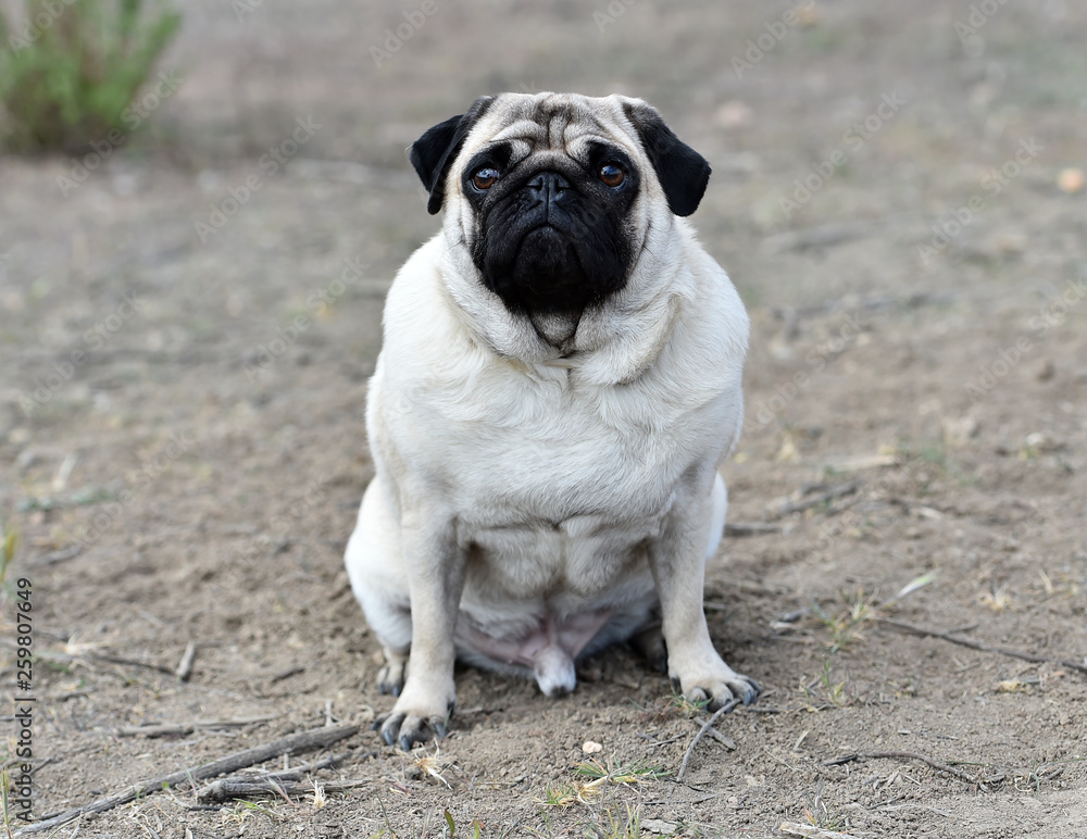Fototapeta premium perro pug