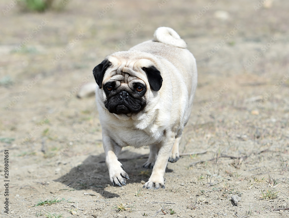 pug dog pug dog