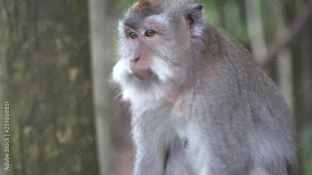 Wild monkey family at sacred monkey forest in Ubud, island Bali, Indonesia. Close up Wild monkey family at sacred monkey forest in Ubud, island Bali, Indonesia. Close up