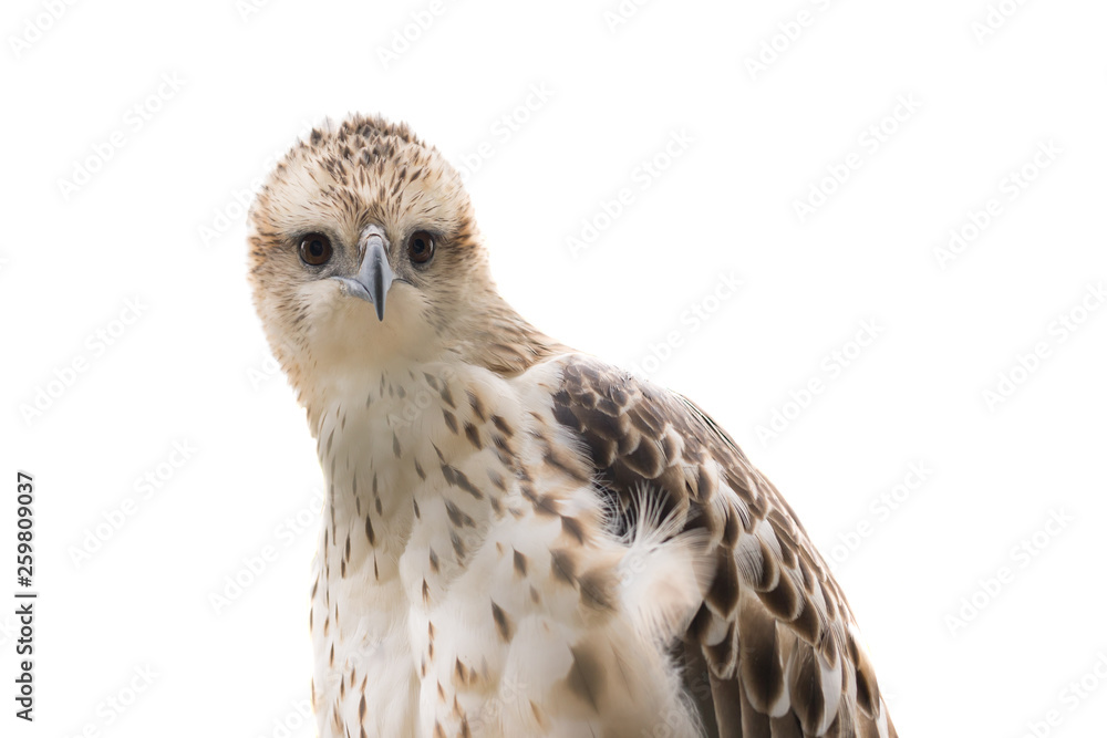 Large bird of prey isolated on white background