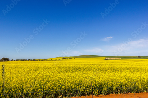 golden field of flowering rapeseed with blue sky - brassica napus - plant for green energy and oil industry, Mildura, South Australia