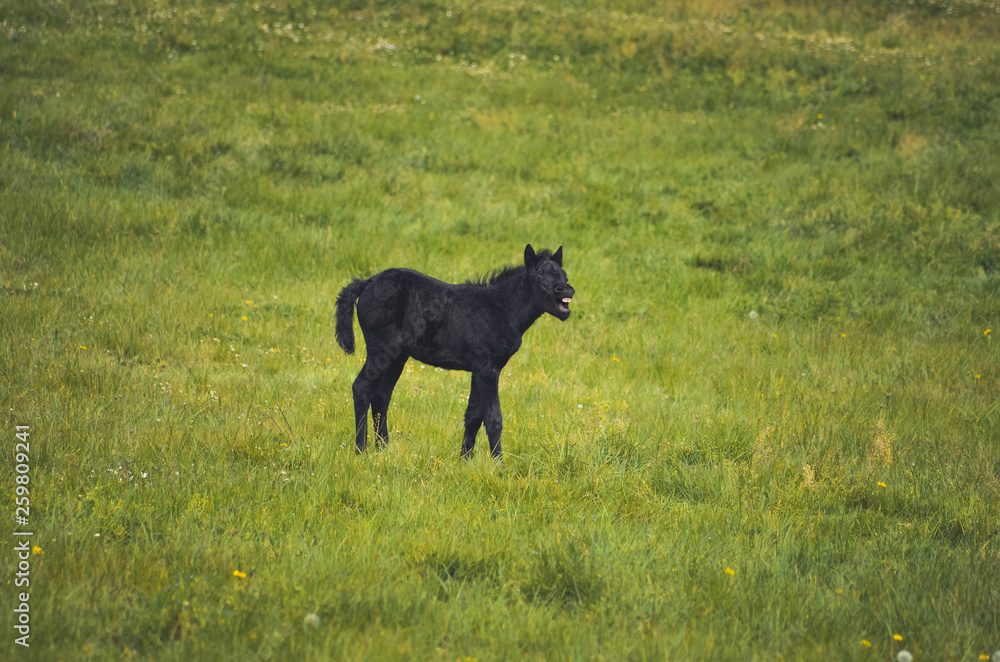 Fototapeta premium Black horses in a field in the mountain