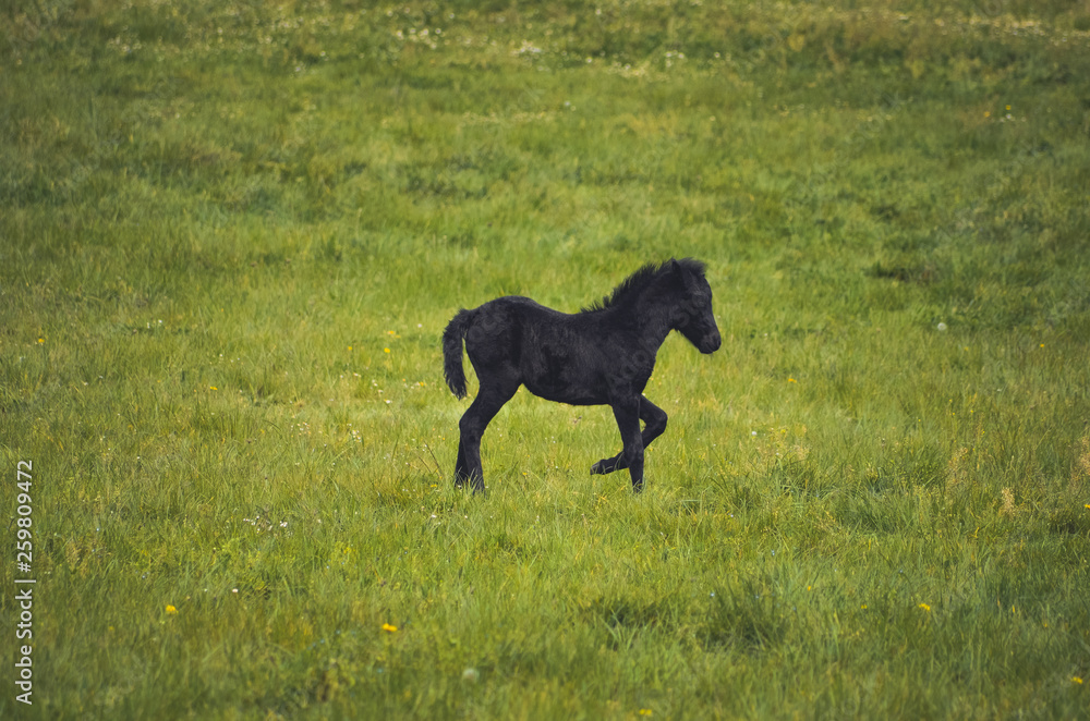 Black horses in a field in the mountain Black horses in a field in the mountain