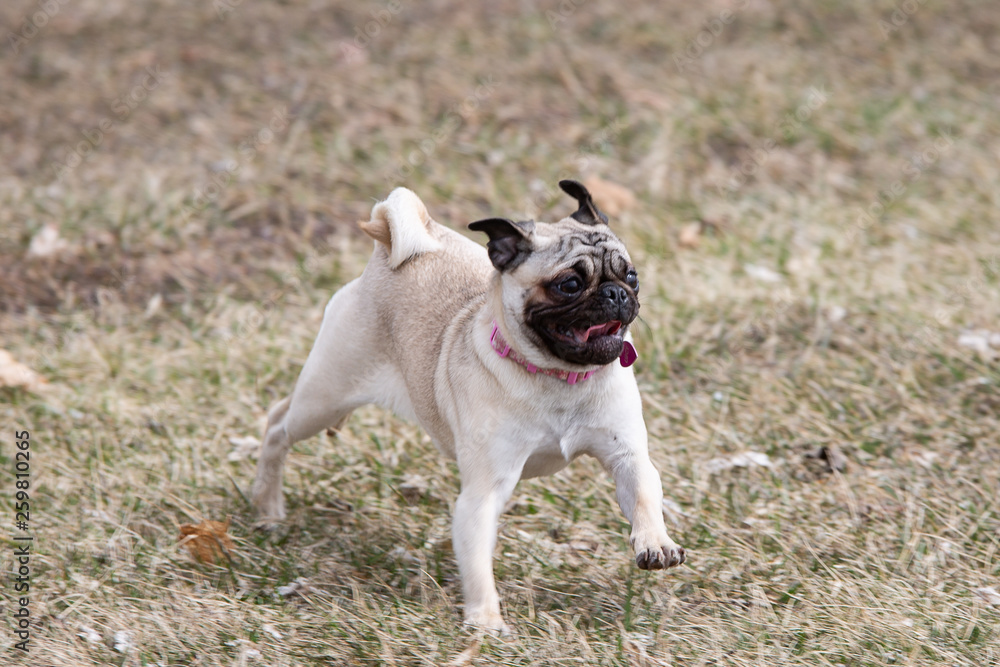 Cute pug puppy running and playing at a park 