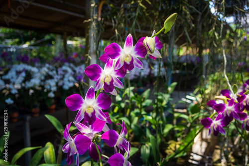 Beautiful Orchidaceae flowers in orchid farm  Phuket  Thailand