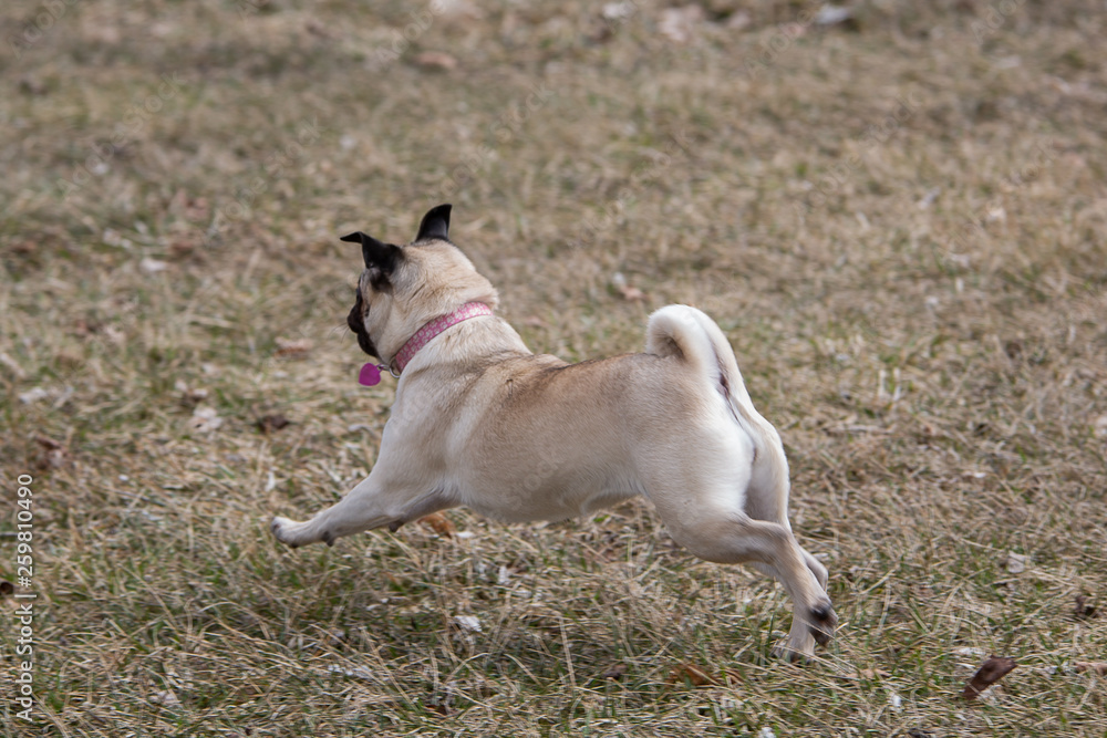 Cute pug puppy running and playing at a park