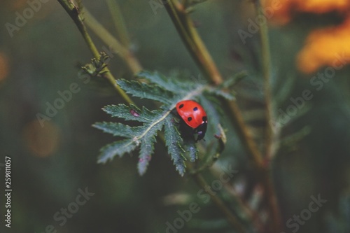 природа,божбя коровка,flowers,red,green © Михаил Курьянов