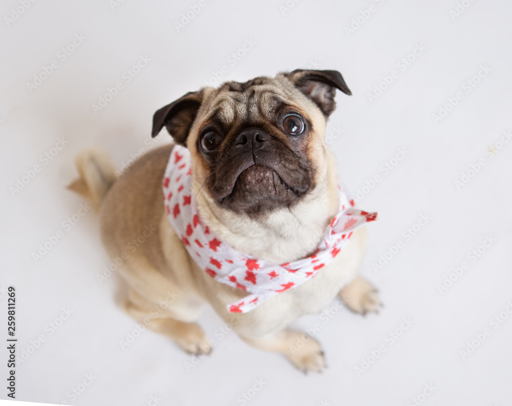 Cute pug puppy wearing a red and white bandana