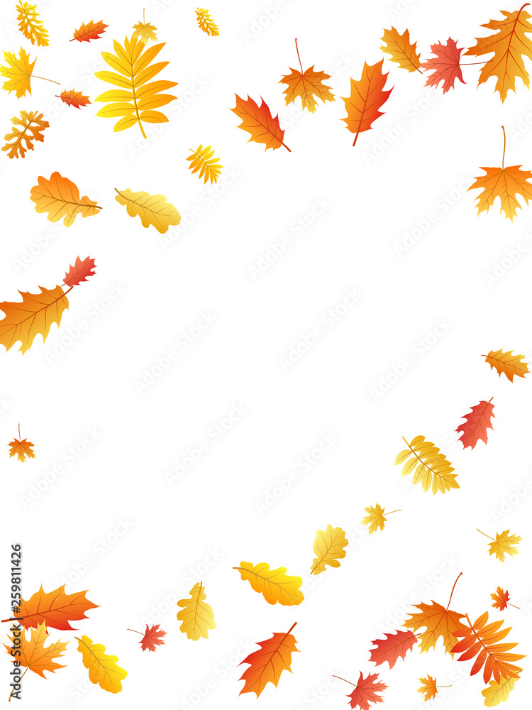 Oak, maple, wild ash rowan leaves vector, autumn foliage on white background.