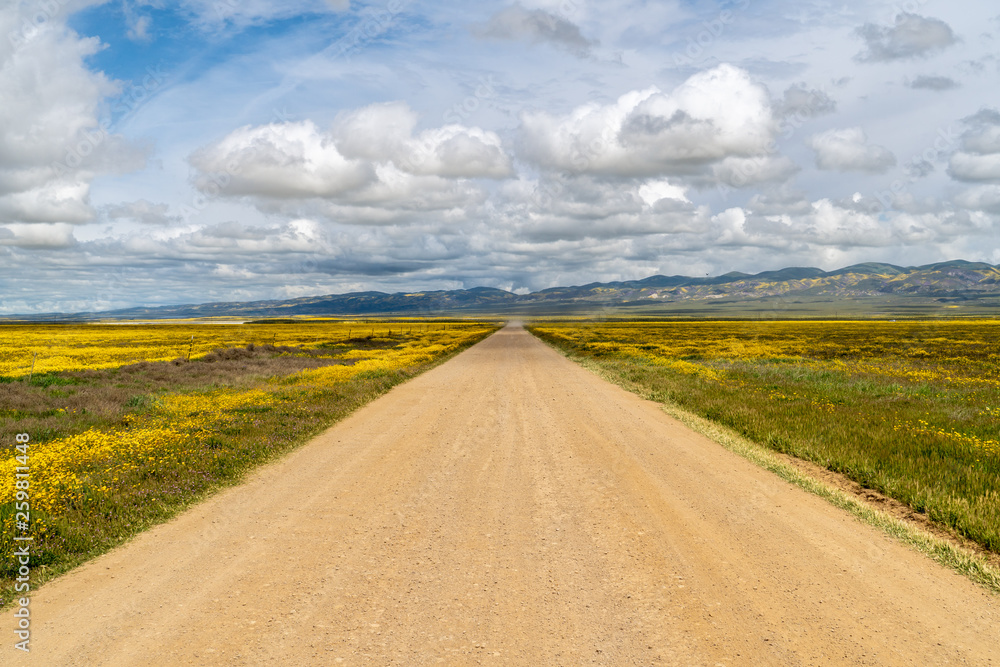 Super bloom with carpets of goldfield, fiddleneck and other wildflowers, Carrizo Plain National Monument, California Super bloom with carpets of goldfield, fiddleneck and other wildflowers, Carrizo Plain National Monument, California
