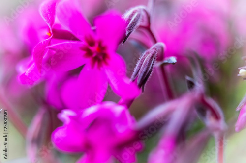 Macro photography of beautiful pink flower © Milan