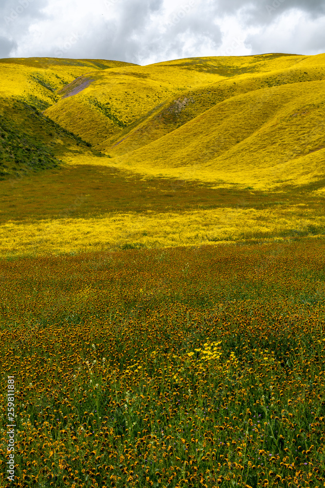 Super bloom with carpets of goldfield, fiddleneck and other wildflowers, Carrizo Plain National Monument, California