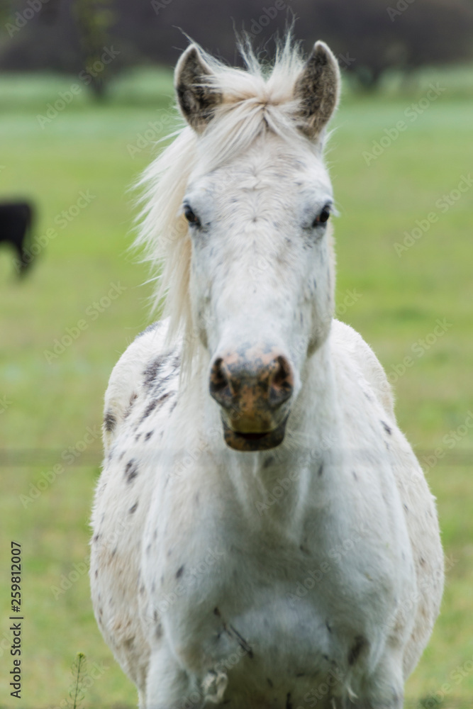 Fototapeta premium caballo blanco con largas crines