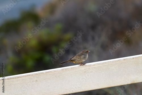 small brown bird profile  photo