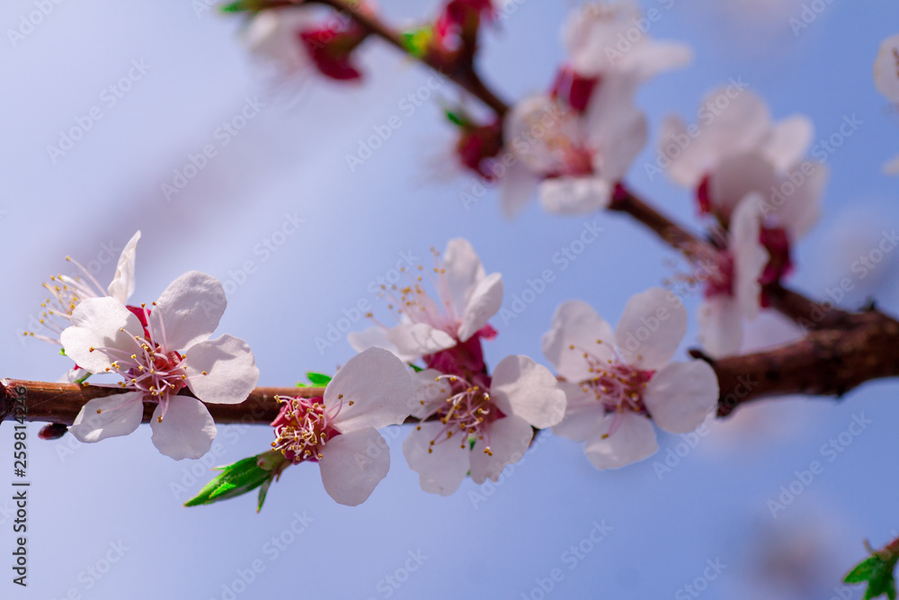 Branches of blossoming apricot macro