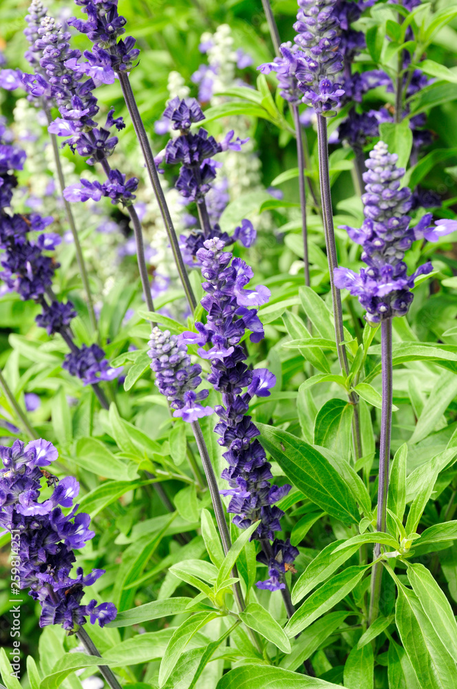 Fototapeta premium Lavendel