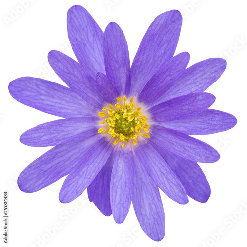Blue flower of aster  isolated on a white background  with clipping path