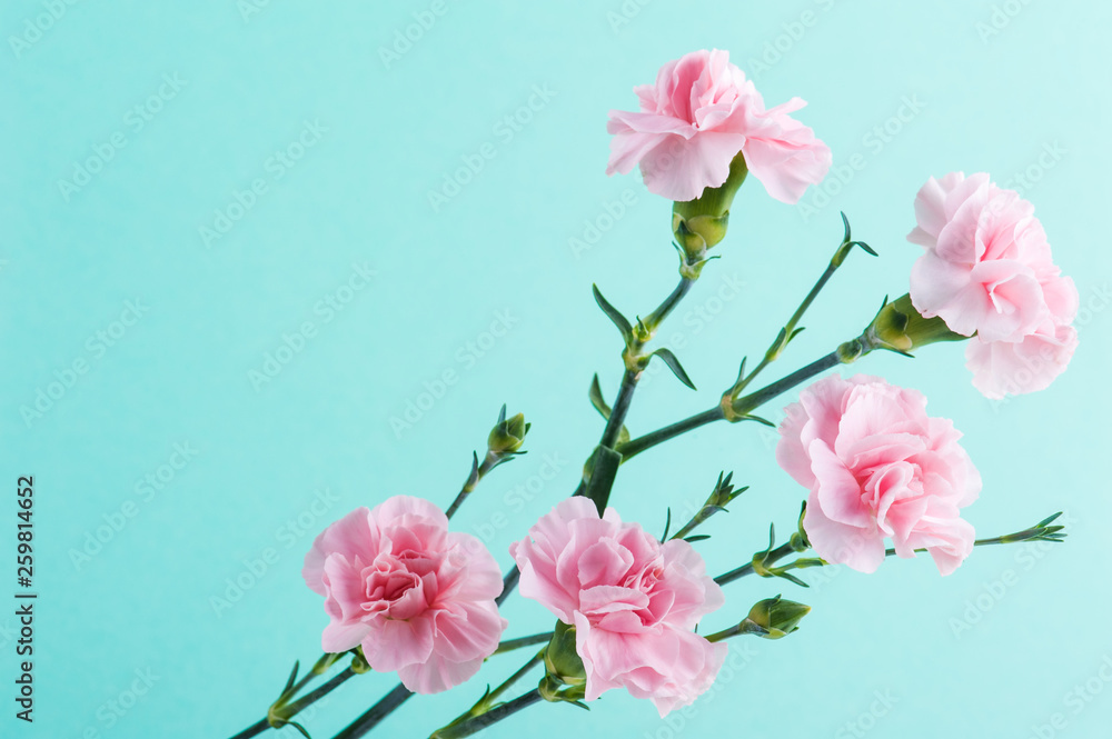 pink carnations on mint green background pink carnations on mint green background