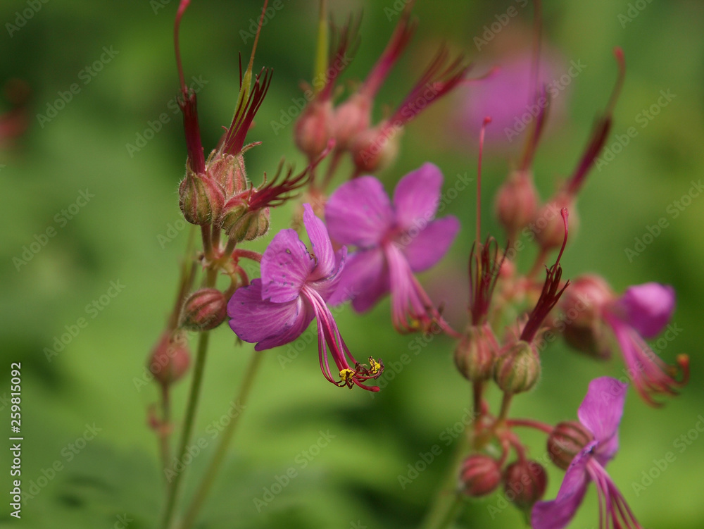 Pink flowers on green background Pink flowers on green background