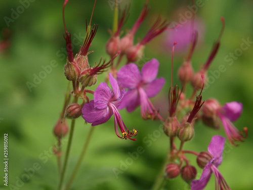 Pink flowers on green background