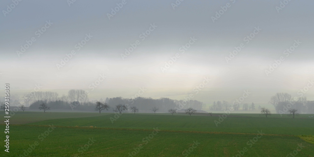 Obraz premium Bäume im Nebel
