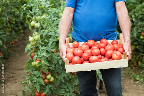 Senior man holding box of organic tomatoes