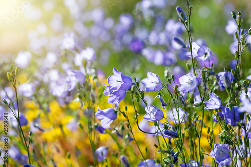 Blue campanula flowers on summer meadow or flowerbed.