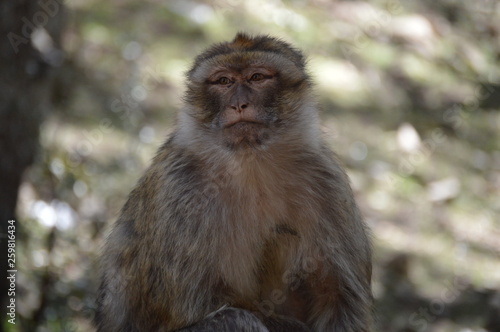 Barbary Ape from Azrou, Morocco © Jordan