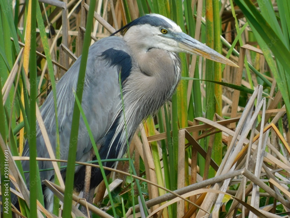 Fototapeta premium Great Blue heron