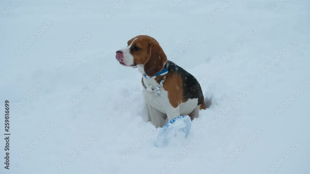 Beagle sitting in snow, turn head and look round, want to play with someone but nobody around. Winter season, snow falling. Ring toy lie near on snowbank Beagle sitting in snow, turn head and look round, want to play with someone but nobody around. Winter season, snow falling. Ring toy lie near on snowbank