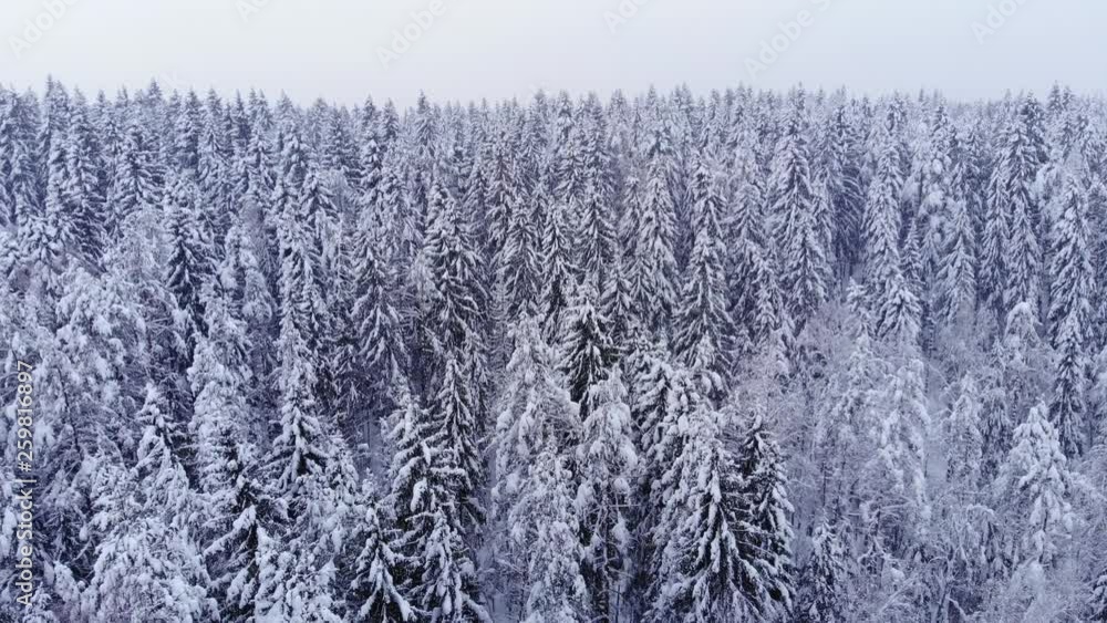 Beautiful winter forest, aerial shot in light snowstorm, camera slowly tilt down. Tall fir trees stay covered with white, small flakes fall down around Beautiful winter forest, aerial shot in light snowstorm, camera slowly tilt down. Tall fir trees stay covered with white, small flakes fall down around