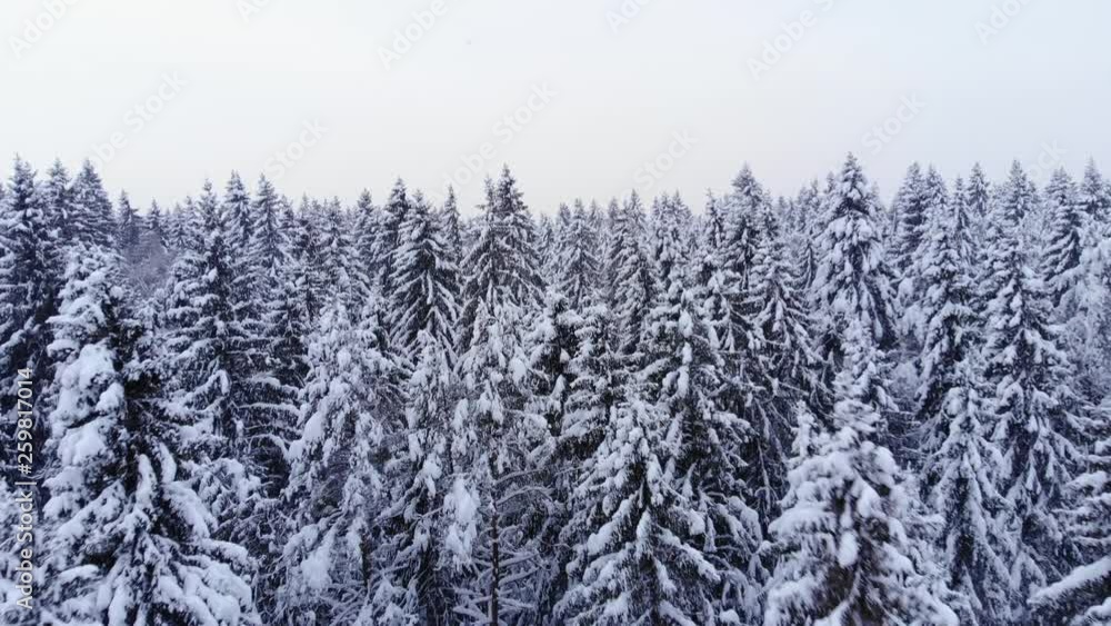 Tall fir trees stay covered with snow, beautiful aerial shot of winter forest at Northern country. Light snowstorm in air. Camera move low over tops of spruces in woodland area Tall fir trees stay covered with snow, beautiful aerial shot of winter forest at Northern country. Light snowstorm in air. Camera move low over tops of spruces in woodland area