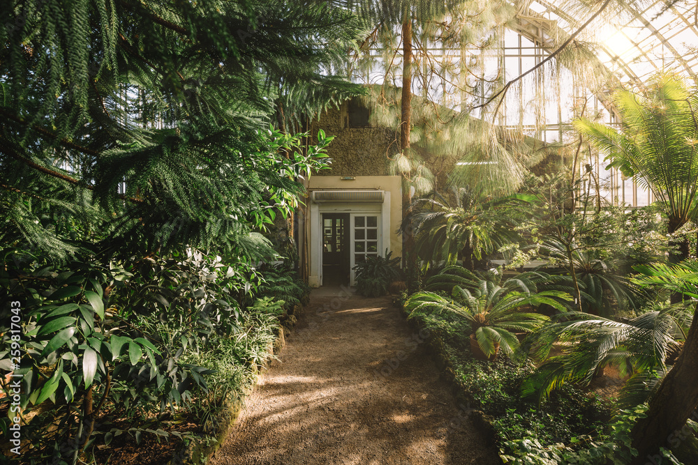 Dreamy landscape with exotic evergreen plants in greenhouse. Beautiful sunlight breaks through the window. Old tropical botanic garden. A variety of plants: palms, ferns, and conifers. Nature concept. - obrazy, fototapety, plakaty 
