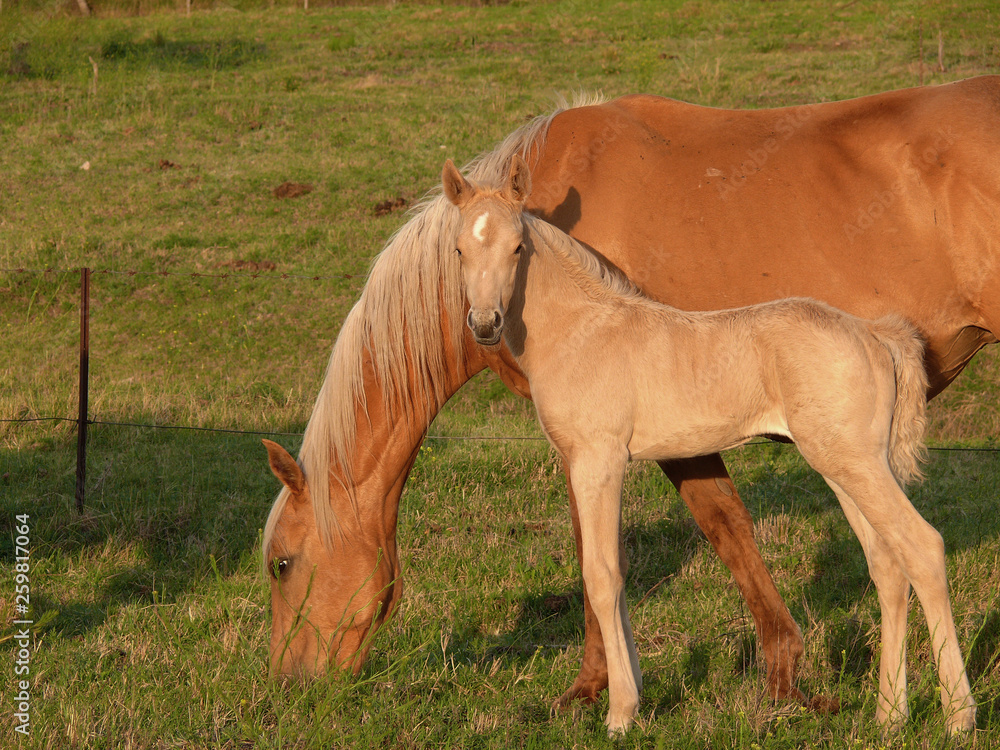 Fototapeta premium yegua y potrillo