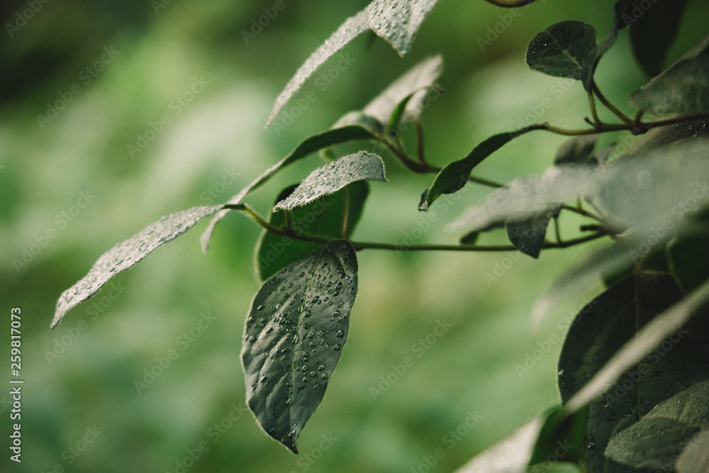 Macro photo of green leaves with raindrops, blurred background. Drops run down from leaf. Greenhouse with various exotic tropical evergreen plants. Concept of the nature and ecology. Macro photo of green leaves with raindrops, blurred background. Drops run down from leaf. Greenhouse with various exotic tropical evergreen plants. Concept of the nature and ecology.