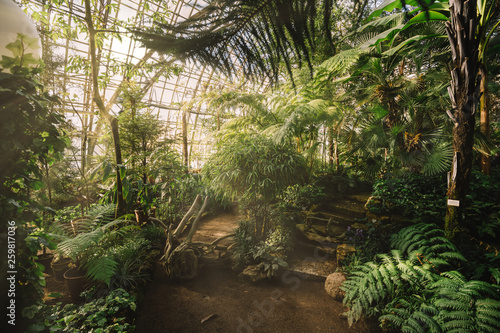 Dreamy landscape with exotic evergreen plants in greenhouse. Beautiful sunlight breaks through the window. Old tropical botanic garden. A variety of plants: palms, ferns, and conifers. Nature concept.