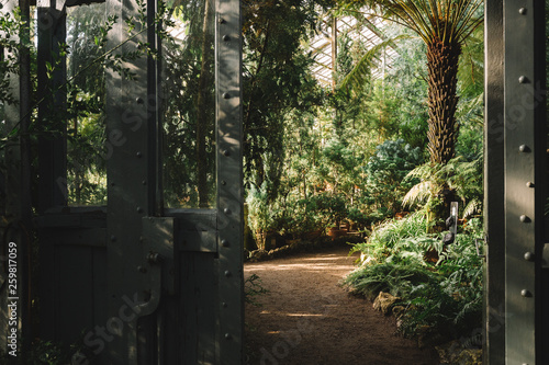 Close up photo of exotic palms in tropical hothouse, copy space. Various evergreen plants in the old botanical garden. Footpath. Beautiful natural light and sun rays. Vintage steel and glass doorway.