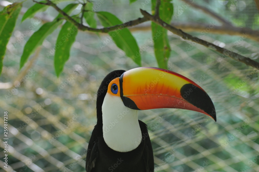Amazon Rainforest Wildlife Animal Amazon Rainforest Wildlife Animal