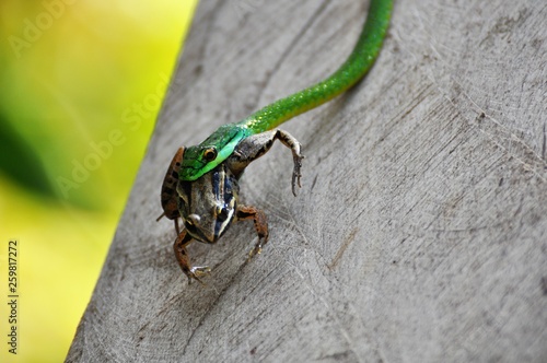 Amazon Rainforest Wildlife Animal photo