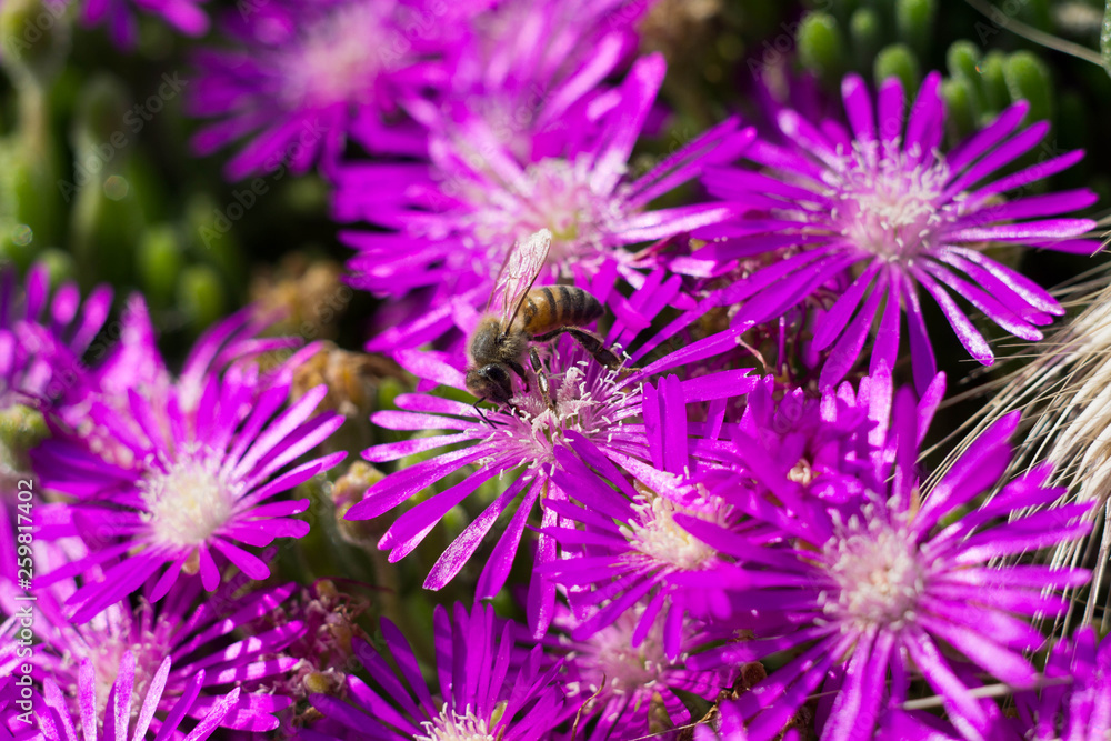 bee pollinating bright violet wild flowers super bloom