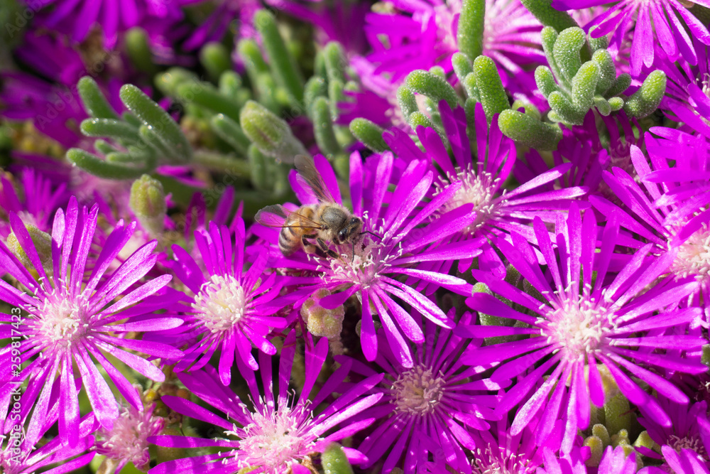 Obraz premium bee pollinating bright violet wild flowers super bloom