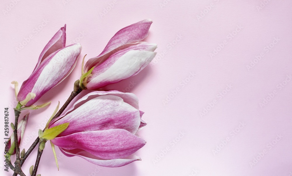 spring pink magnolias solange on a pink background. copy space. top view.