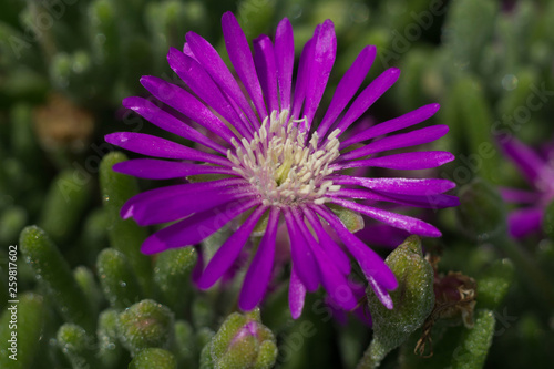 isolated macro shot of a violet common aster