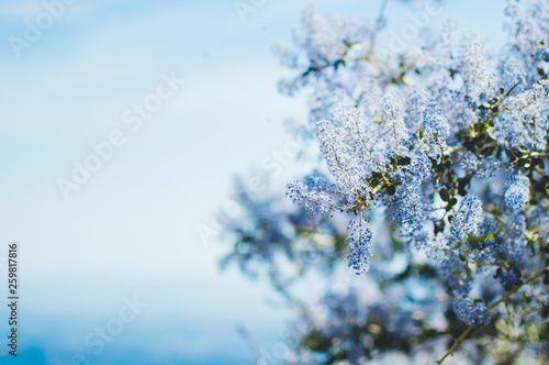 White Flower Tree © Omar