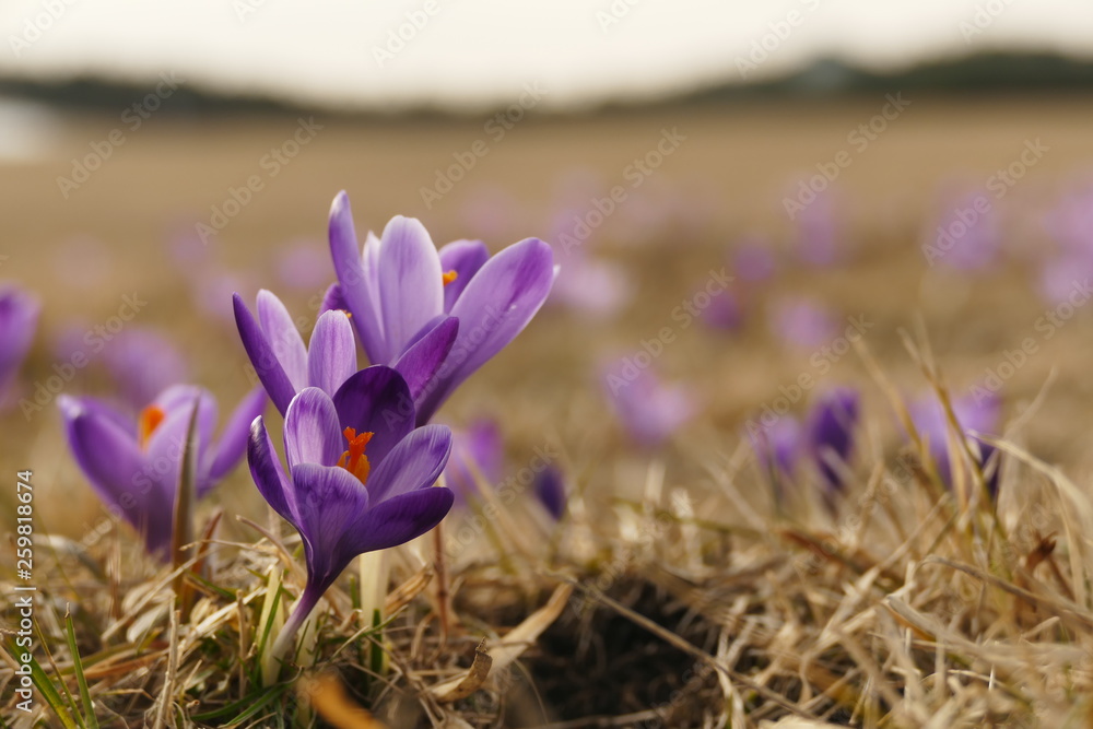 Fototapeta premium Krokusse
