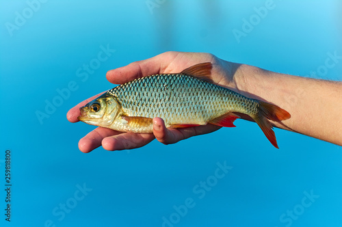 rudd fish (Scardinius erythrophthalmus) in the hand of angler. Float fishing early spring. Blue background lake.