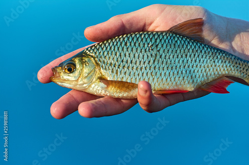 rudd fish (Scardinius erythrophthalmus) in the hand of angler. Float fishing early spring. Blue background lake.